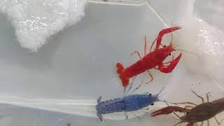 Lobster  Fish Kerala Breeding farm Exclusive Collection Exotic fish . Farm Pathanamthitta