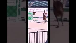 Horse out of control #horse #equestrian #horseriding #horsefail #fail #showjumping #horsejumping