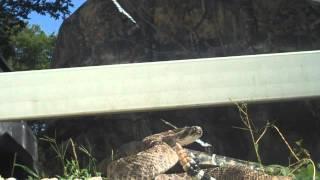 Yearling Western Diamondback Rattlesnake