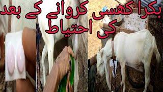 Bakra khassi karney key bad ki ehtiyat