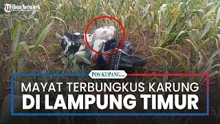 Lampung Timur Geger! Mayat Ditemukan Terbungkus Karung di Kebun Jagung