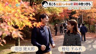 【特集】スダさんは紅葉もお好き（2024/11/21）