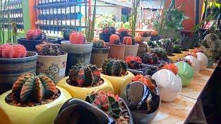 #412 Cleaning and Arranging My Plants in a Ceramic Pots.... Succulent Davao