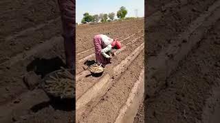 Planting Super napier stems for Dairy farms #dairyfarming #foddergrass #greenfodder #supernapier