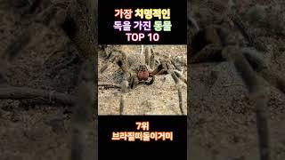 무조건피하세요! 가장 치명적인 독을 가진 동물 TOP 10