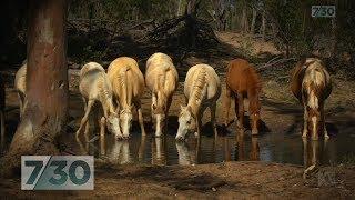 Australia's wild desert horses: 'This environment tests them to their limits' | 7.30