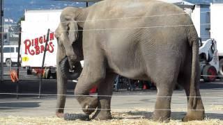 Inside Ringling Brothers Circus "Animal Open House": Elephants- Oakland Ca