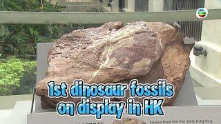TVB News | 25 Oct 2024 |  1st dinosaur fossils on display in HK