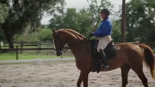 Matt McLaughlin Dressage Training Tip #3 - Gait Transitions