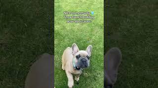 Hi  I’m TJ  #dog #frenchbulldog #puppy #funnydog #frenchie