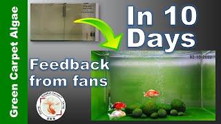 In 10 Days Growing GREEN CARPET ALGAE, Feedback Video from @mayashi_