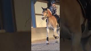 weeeeeekend vibes #haflinger #jump #horsejumping #paardensport