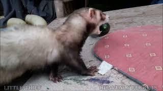 Little thief big prey game Ferret Snoopy (please do only feed meat)