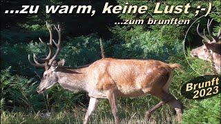 ...zu warm, keine Lust zum brunften - Brunft 2023 läuft bei den Rothirschen nur schleppend an