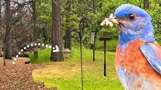 What Happens When You Create a Bird Sanctuary in Your Backyard?