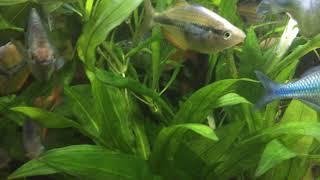 Hygrophila & Otter Creek Aquatics