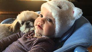 Cute Shih Tzu Dogs and Babies a beautiful Friendship -  Funny and Cute Dog and Baby Videos 2017