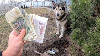 ХАСКИ ОТКОПАЛ КЛАД / собаки нашли старые деньги и монеты во дворе