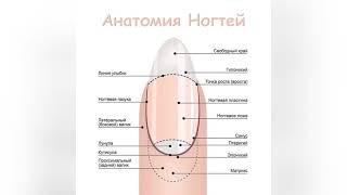 САМЫЙ ПОЛНЫЙ УРОК. АНАТОМИЯ НОГТЕВОЙ ПЛАСТИНЫ. Строение ногтей. Маникюр для новичков. Маникюр с нуля