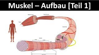 Aufbau des Muskels - Muskelanatomie / Skelettmuskel / Sarkomer [Biologie / Sport, Oberstufe 1/6]