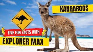 5 FUN FACTS about Kangaroos! #kidslearning #kangaroo #funfacts