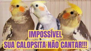 4 Horas Canto de Calopsita para estimular sua calopsita a cantar. Família de Calopsita cantando