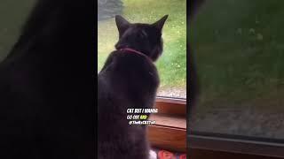 Upset Cat! - RxCKSTxR Comedy Voiceover!