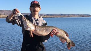 Huge Crappie Found Inside Northern Pike Stomach