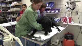 Acupuncture at UW Veterinary Care (with Dr. Erin Wendt-Hornickle)