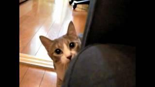 Creepy Stalking Cat! - HD