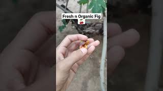 Fresh Figs  #figs #thegardeninghub #kitchengarden #viral