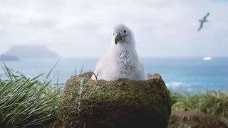 Filming Baby Albatrosses in Peril | Close Encounters | BBC Studios