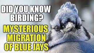 The Mysterious Migration of Blue Jays - Did You Know Birding?(episode 19)