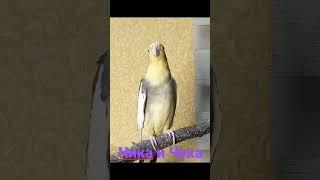 Cockatiel Bird Sound. Fanny Cockatiel. Cockatiel Mating Sound. Cockatie Party. Cockatiel Mating Call