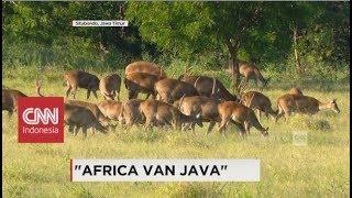 Serunya Berpetualang ke "Africa van Java" di Taman Nasional Baluran