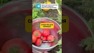Средство для хорошего урожая помидор #подкормка #помидоры #огород