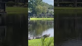 See ya later alligator! #shorts #realestate #hiltonhead #realtor #alligator