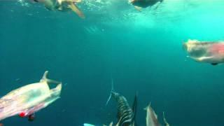 Tuna & a white marlin attacking the dredge on the PUMPIN HARD