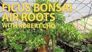 Ficus Bonsai Air Roots with Robert Cho