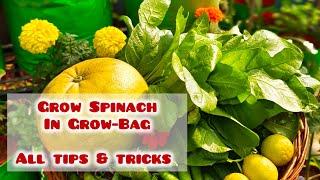 Grow Spinach in a grow bag | पालक ऊगाने की पूरी जानकारी