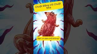 Đặc Sản Chuột Đồng | Gino Nguyễn #kienthuc #food #amthuc