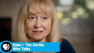 KOKO - THE GORILLA WHO TALKS | Beginning of Koko's Story | PBS