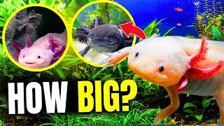 What's The Best Axolotl Tank Size...