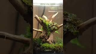 【CARRYin Original Video】CARRYin Green Terrarium ｜微景觀苔癬生態缸