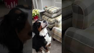 Kong Toy and Ziggies! Great Dog Treat Combo