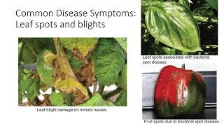 Introduction to Plant Pathogens