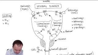 Urinary Bladder Pharmacology (Part 24)