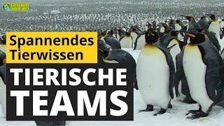 Tierische Teams: Warum leben Tiere im Rudel, einer Kolonie oder im Schwarm? - Tier-Doku für Kinder