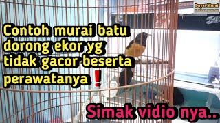 Contoh murai batu dorong ekor tapi tidak gacor begini solusi tepat nya️