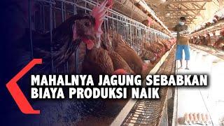 Harga Jagung Mahal, Peternak Ayam Terancam Gulung Tikar